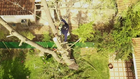 Professional arborist cimbing with chainsaw in a tree in town 1 Video stock 160570000