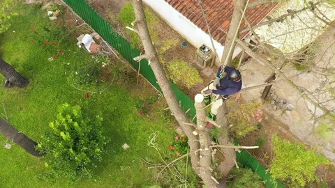 Professional arborist cimbing with chainsaw in a tree in town 9 Video stock 160570089