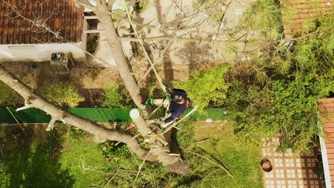Professional arborist cimbing with chainsaw in a tree in town 8 Video stock 160570298