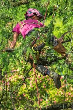 Professional Arborist Climbing Pine Tree with Safety Harness and Helmet for.. Stock Photos