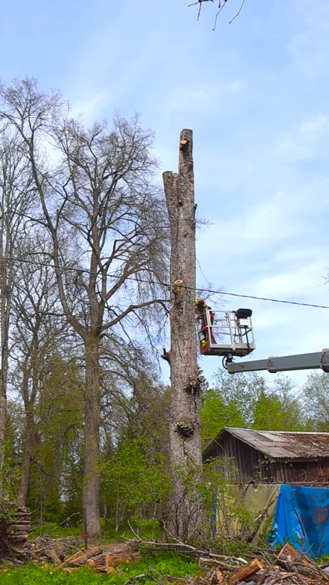 Professional Arborist Cutting Down a Tall Tree with a Chainsaw from a Bucket Stock Footage 336767143
