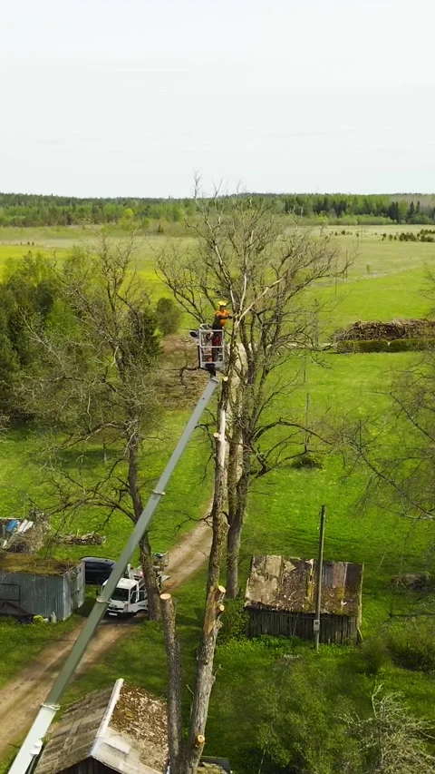 Professional Arborist Cutting a Tall Tree with a Bucket Truck 動画素材 336605539