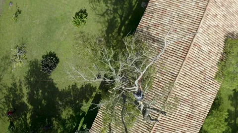 Professional arborist with hand saw in a tree pruning Video stock 160502086