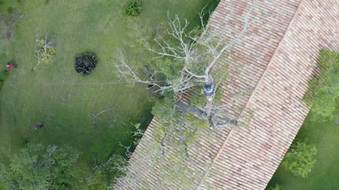 Professional arborist with hand saw in a tree pruning Video stock 160502467