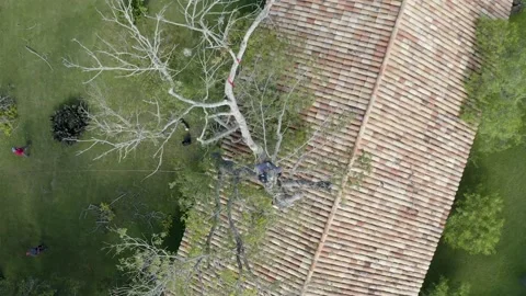 Professional arborist with hand saw in a tree pruning Video stock 160502557