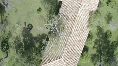 Professional arborist with hand saw in a tree pruning Video stock 160502583