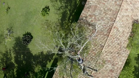 Professional arborist with hand saw in a tree pruning Video stock 160502827