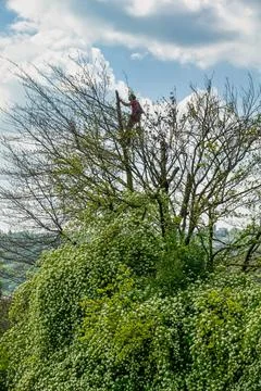 Professional Arborist Pruning High Branches in Blooming Spring Tree Stock Photos