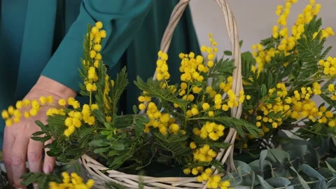 A professional assembles flower arrangement with mimosa and tulip. Stock-Footage 237623797