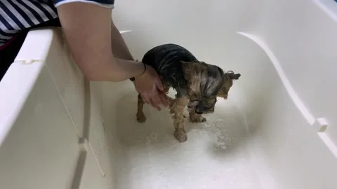 Professional bathing procedure for a Yorkshire Terrier in a grooming salon. Stock Footage 245548624