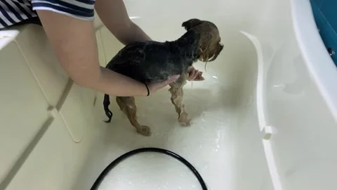 Professional bathing procedure for a Yorkshire Terrier in a grooming salon. Stock Footage 245548677