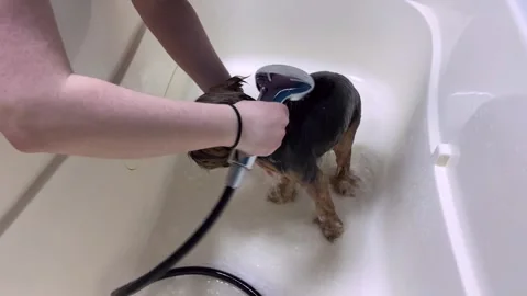 Professional bathing procedure for a Yorkshire Terrier in a grooming salon. Stock Footage 245548717
