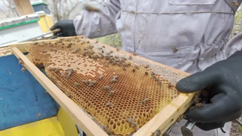 Professional beekeeper managing honeybee colonies for artisanal honey Vídeos de archivo 342318248
