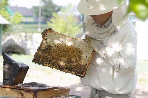 Professional beekeeper in protective workwear inspecting honeycomb frame at Stock Photos