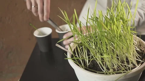 Professional botanist engaged in selection and research of young plants. farmer Video stock 84881210