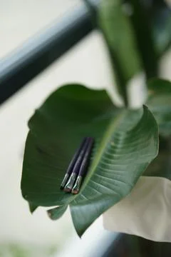 Professional brushes for brows closeup on isolated green leaves background Stock Photos