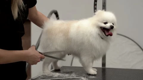 Professional cares for a dog in a specialized salon. Stock Footage 176936498