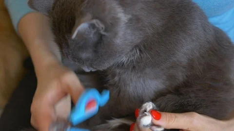 Professional cat grooming with special scissors. close-up Stock Footage 122651498