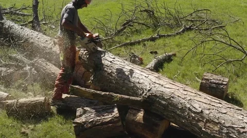 Professional chainsaw operator cutting a pine tree 9 Stock Footage 160177667