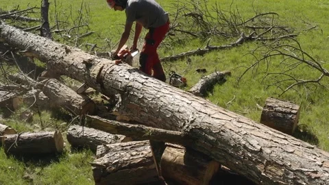 Professional chainsaw operator cutting a pine tree 8 Video stock 160177672