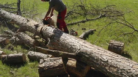 Professional chainsaw operator cutting a pine tree 7 Video stock 160177677