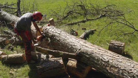 Professional chainsaw operator cutting a pine tree 5 Video stock 160177887