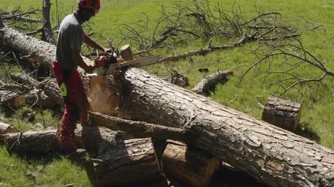 Professional chainsaw operator cutting a pine tree 6 Video stock 160177889