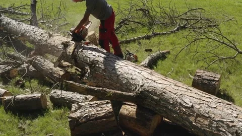 Professional chainsaw operator cutting a pine tree 4 Video stock 160177890