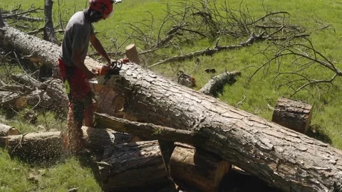Professional chainsaw operator cutting a pine tree 3 Video stock 160177965