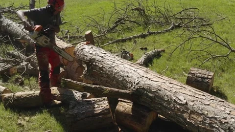 Professional chainsaw operator cutting a pine tree slow motion 1 Video stock 160178003