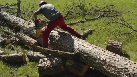 Professional chainsaw operator cutting a pine tree in uruguay 24 Video stock 160501715