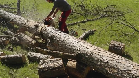 Professional chainsaw operator cutting a pine tree in uruguay 23 Video stock 160501805