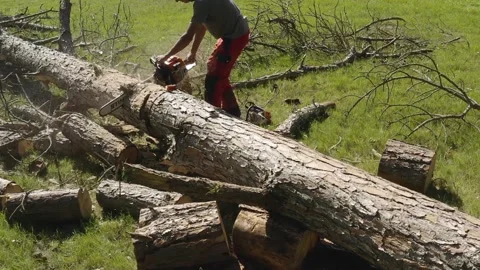 Professional chainsaw operator cutting a pine tree 22 Video stock 160501925