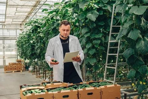 Professional Checking of Cucumber Quality Inside a Greenhouse for Optimal Stock Photos