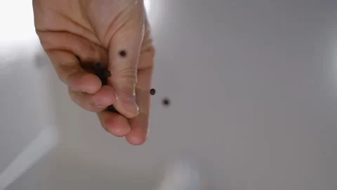 Professional chef adding black pepper to dish, bottom view Video stock 301327182