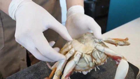 Professional Chef Hands Cleaning and Preparing Fresh Crab for Italian Seafood Pi Stock Footage 337677219