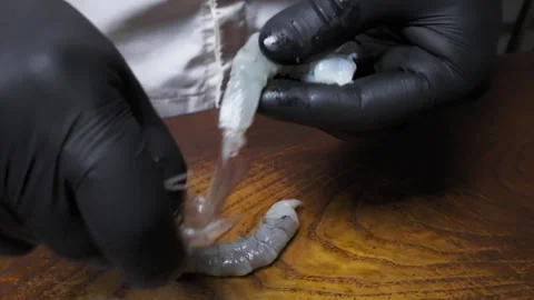 Professional chef peeling raw shrimp by hand Stock Footage 306232322