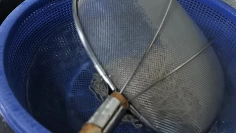 Professional Chef Straining Freshly Boiled Soba Noodles in Large Blue Colander Stock Footage 333600472