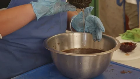 Professional cleaning process of fresh sea urchins at local market. Stock Footage 333595731