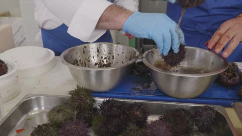 Professional cleaning process of fresh sea urchins at local market. Stock Footage 333595735