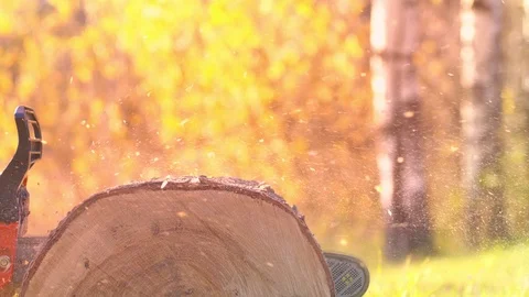 Professional cutting and cleaning of old trees in autumn forest 스톡 동영상 118091308