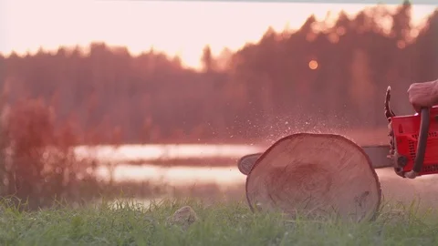 Professional cutting and cleaning of old trees in autumn forest Vidéo 118091360
