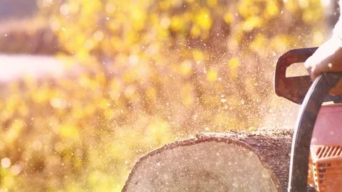 Professional cutting and cleaning of old trees in autumn forest Vidéo 118162853