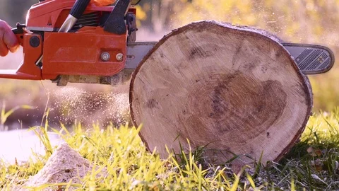 Professional cutting and cleaning of old trees in autumn forest 스톡 동영상 118432259