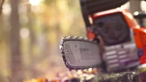 Professional cutting and cleaning of old trees in autumn forest 스톡 동영상 118433009