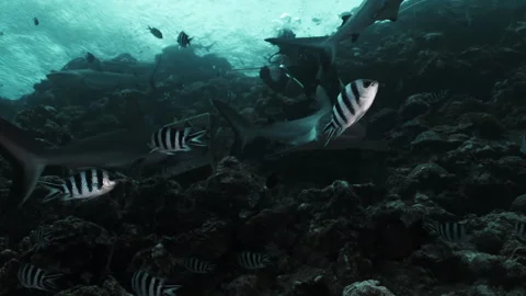 Professional Divers feed school of sharks watch them underwater marine wildlife Video stock 289135809
