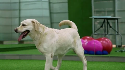 Professional dog handler training labrador puppy. Stock Footage 157174130