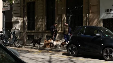 Professional Dog Walker Waiting Along Sunlit Barcelona Street Stockbeeldmateriaal 344014516