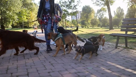 Professional dog walker walks dogs in the park.  120fmp FHD Stock Footage