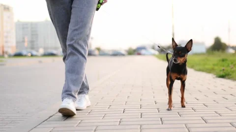 Professional dog walker walks a smooth-haired Russian Toy Terrier along the Stock Footage 261936361